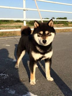 picture of dog