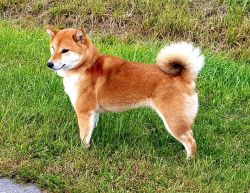 picture of dog