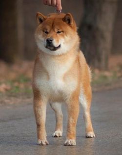 picture of dog