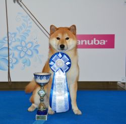 picture of dog