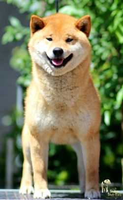 picture of dog