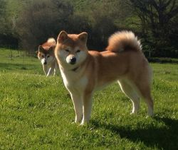 picture of dog