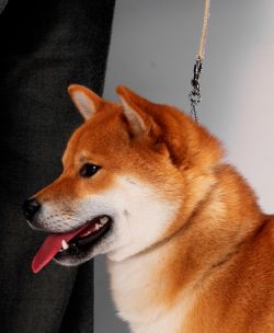 picture of dog
