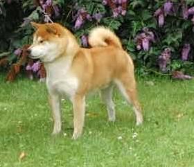 picture of dog
