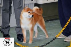 picture of dog
