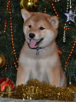 picture of dog