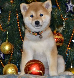 picture of dog