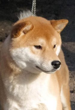 picture of dog