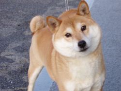 picture of dog