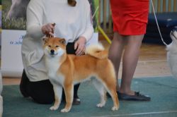 picture of dog