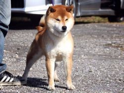 picture of dog