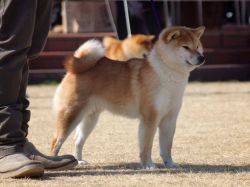 picture of dog