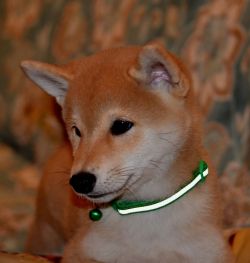 picture of dog