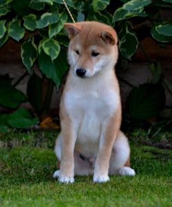 picture of dog