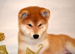 picture of dog
