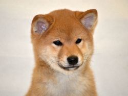 picture of dog