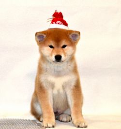 picture of dog