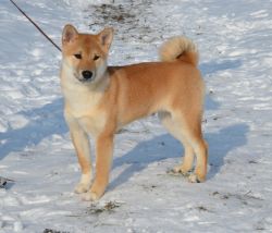 picture of dog