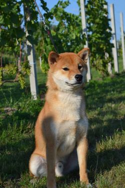 picture of dog