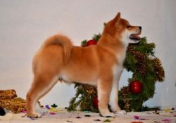 picture of dog