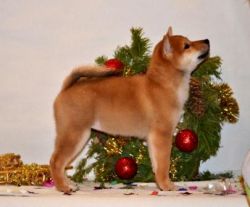 picture of dog