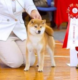 picture of dog