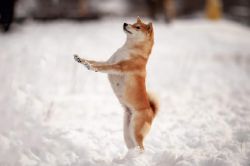 picture of dog