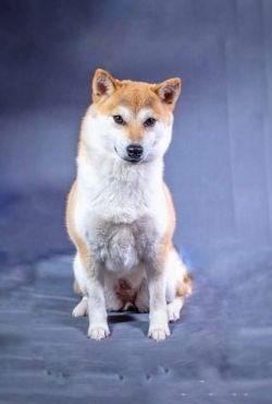 picture of dog
