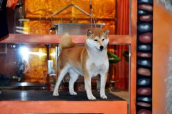 picture of dog