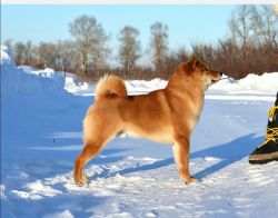 picture of dog