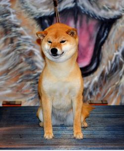 picture of dog