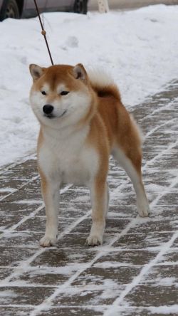 picture of dog