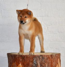 picture of dog