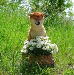picture of dog