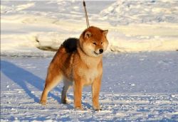 picture of dog