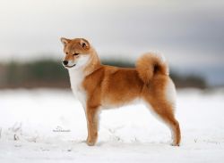 picture of dog
