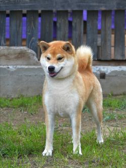 picture of dog