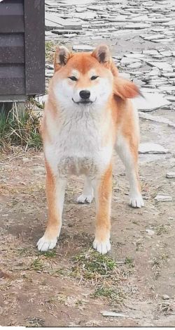 picture of dog