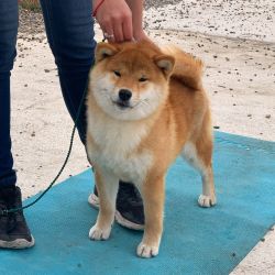 picture of dog