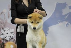 picture of dog