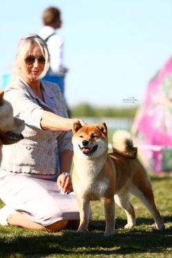 picture of dog