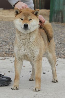 picture of dog