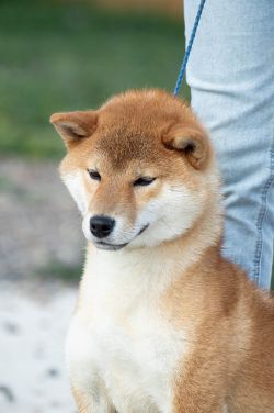 picture of dog