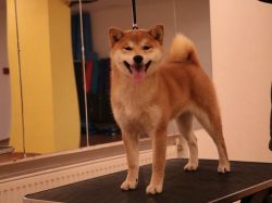 picture of dog