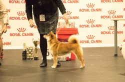 picture of dog