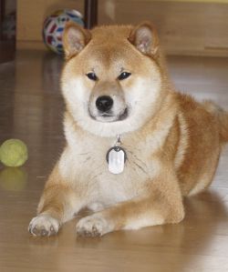 picture of dog