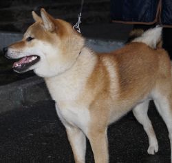 picture of dog
