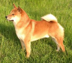 picture of dog