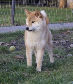 picture of dog