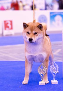 picture of dog